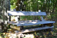 阳光明媚的森林里，一张木凳被树木环绕，非常适合自然场景