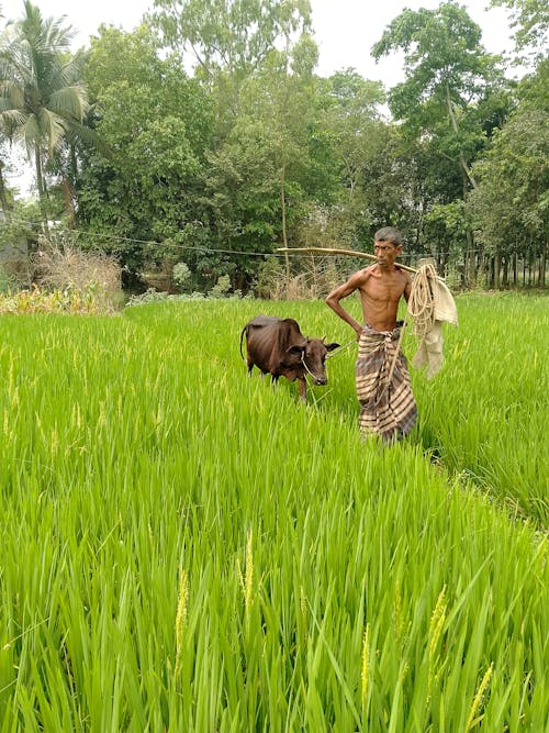 Photos gratuites de agricole, cow-boy, le bangladesh