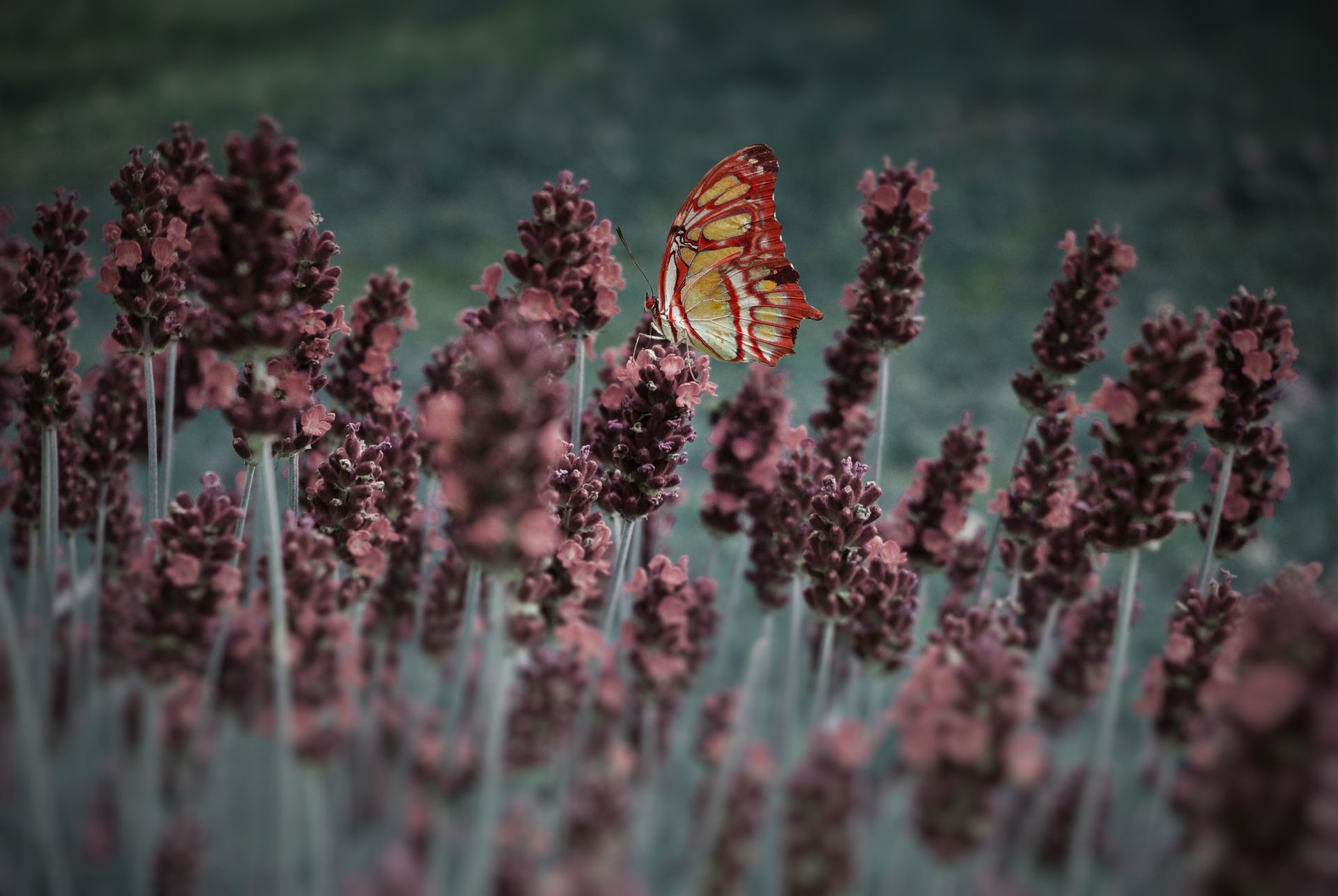 Colorful butterfly resting on lavender flowers, showcasing nature's vibrant beauty.