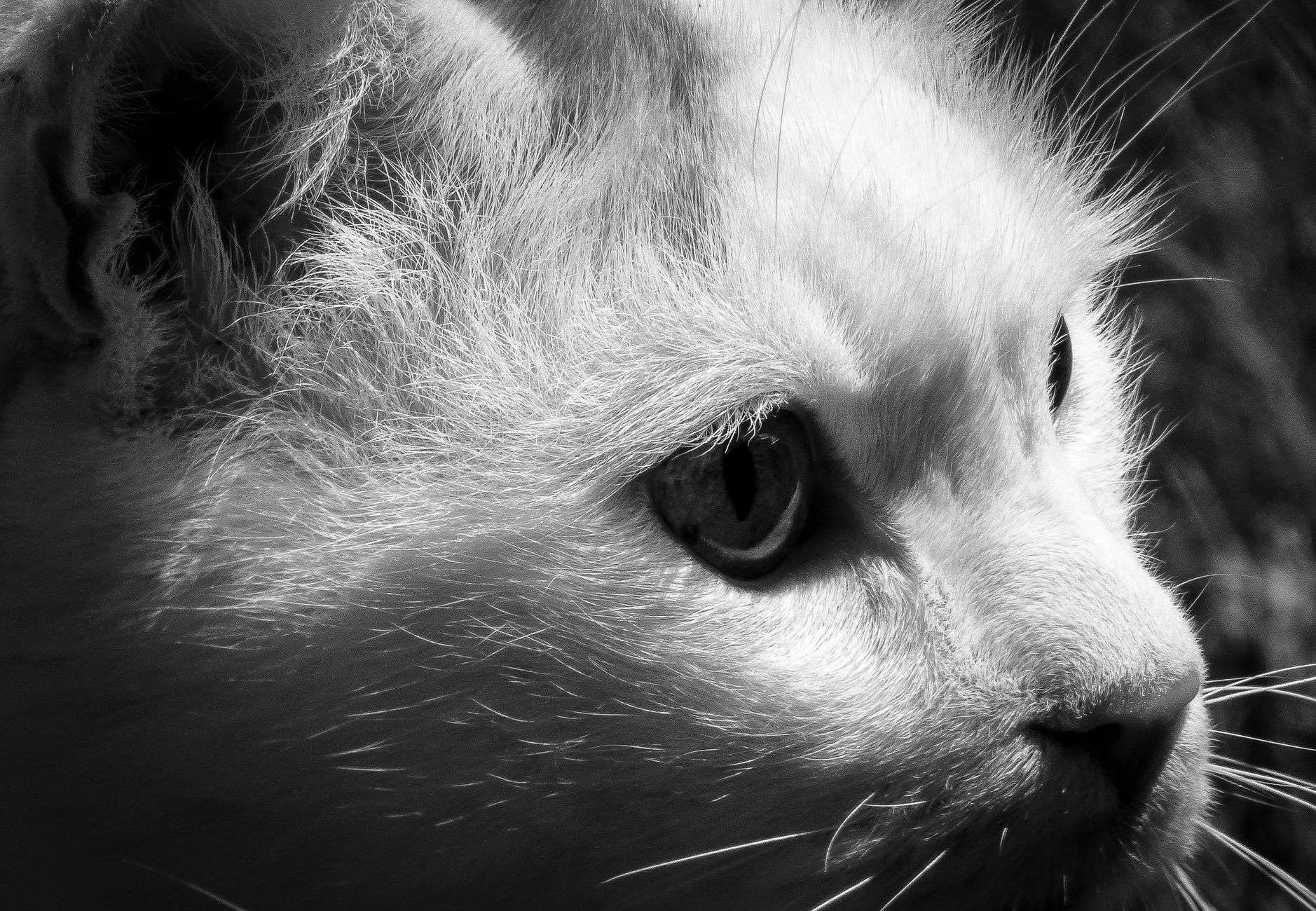 Portrait of a pet at a veterinary clinic