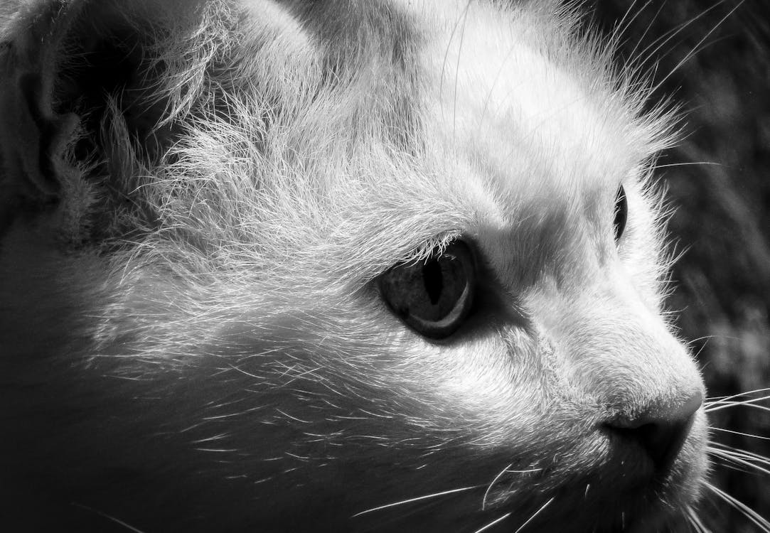 免費 貓的灰度攝影 圖庫相片