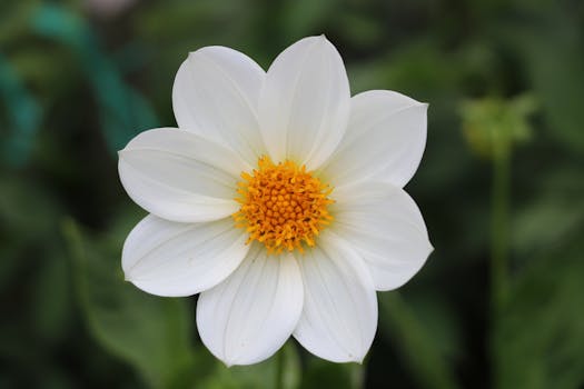 White and Yellow 7 Petals Flowers