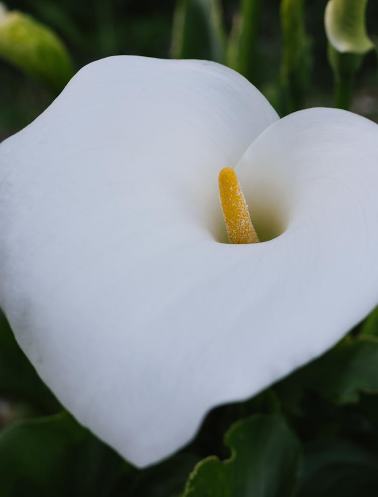 Beautiful Calla Lily