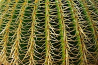 特写镜头中，绿色多刺的仙人掌与尖锐的刺清晰展现了大自然的纹理