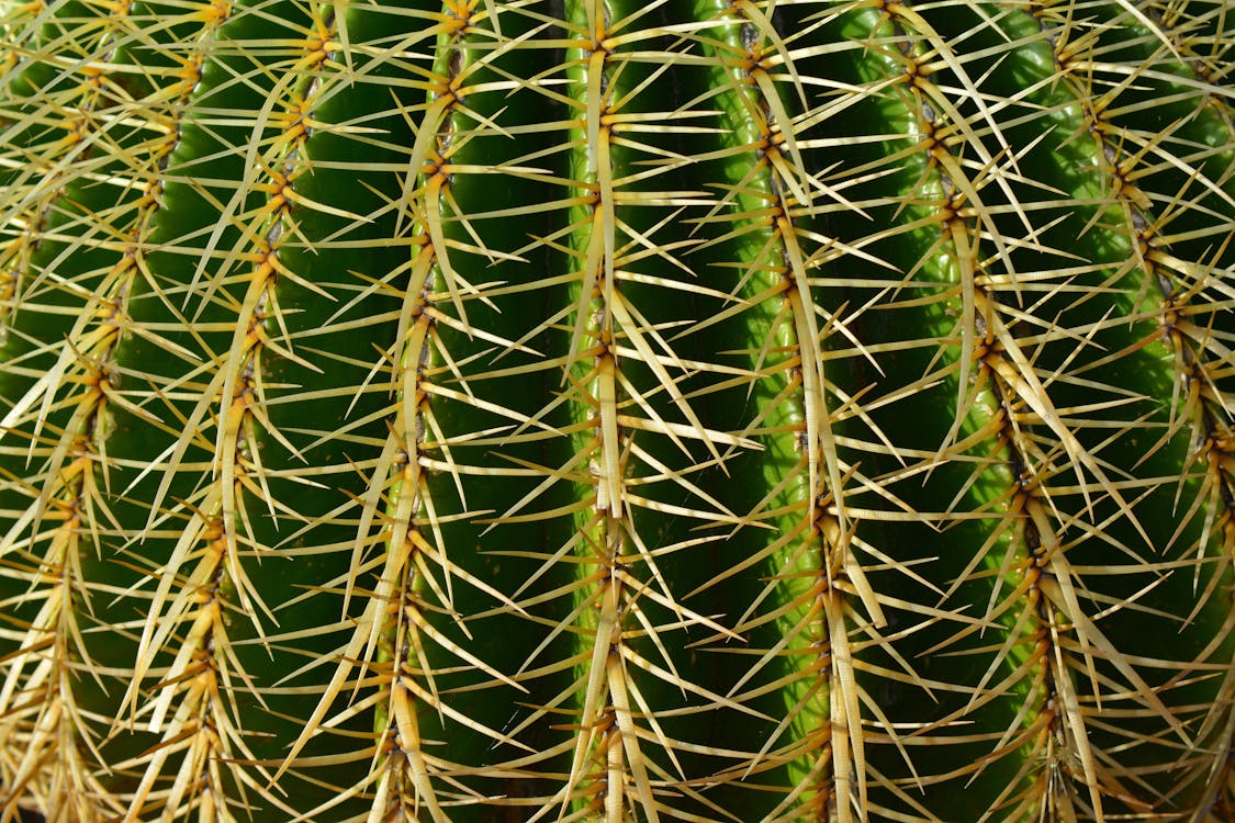 De franc Foto d'estoc gratuïta de cactus, espinós, natura Foto d'estoc