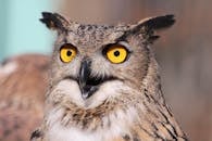 这张大角猫头鹰的特写令人惊叹，清晰地展示出它鲜艳的黄色眼睛和复杂的羽毛纹理