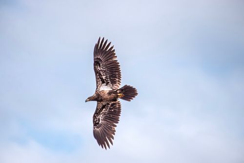 Free A breathtaking view of a majestic eagle soaring gracefully through a clear blue sky. Stock Photo