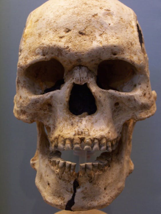 Free stock photo of real human skull, skull Stock Photo