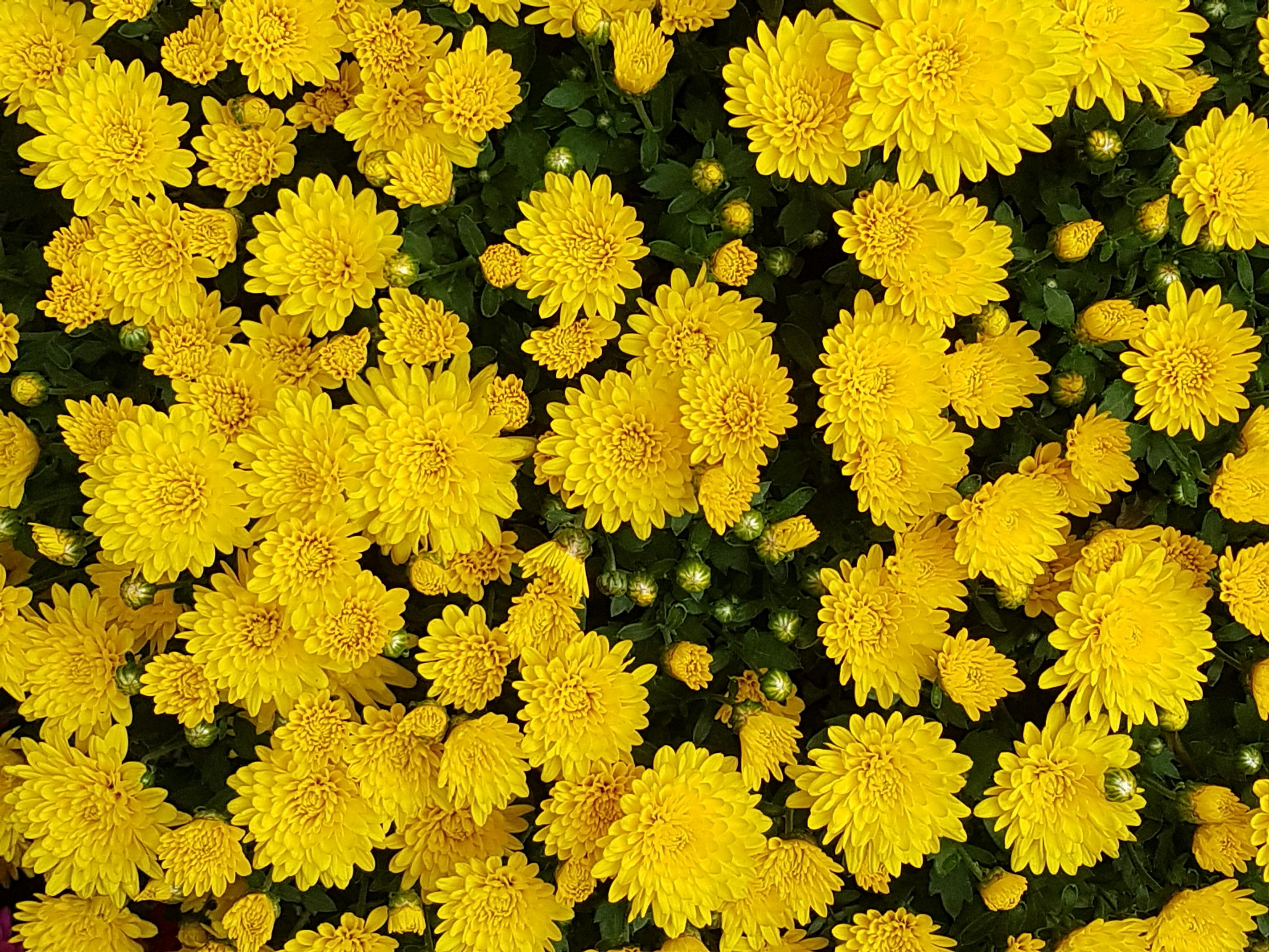 Free Stock Photo Of Background Photo Chrysanthemum Fall