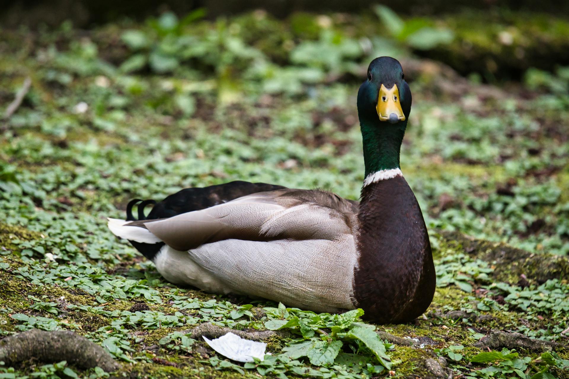 Close-up of a Mallard Drake Sitting on the Ground