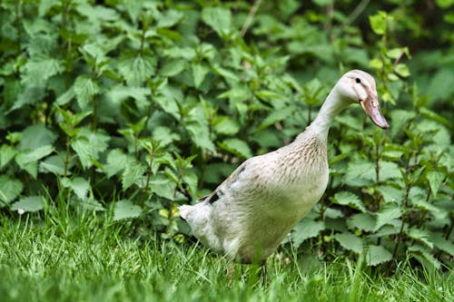 A duck standing in the grass
