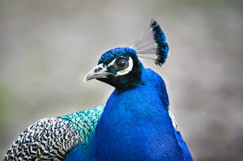 A close up of a peacock with a blue head