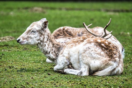 Two deer laying down in the grass with their antlers