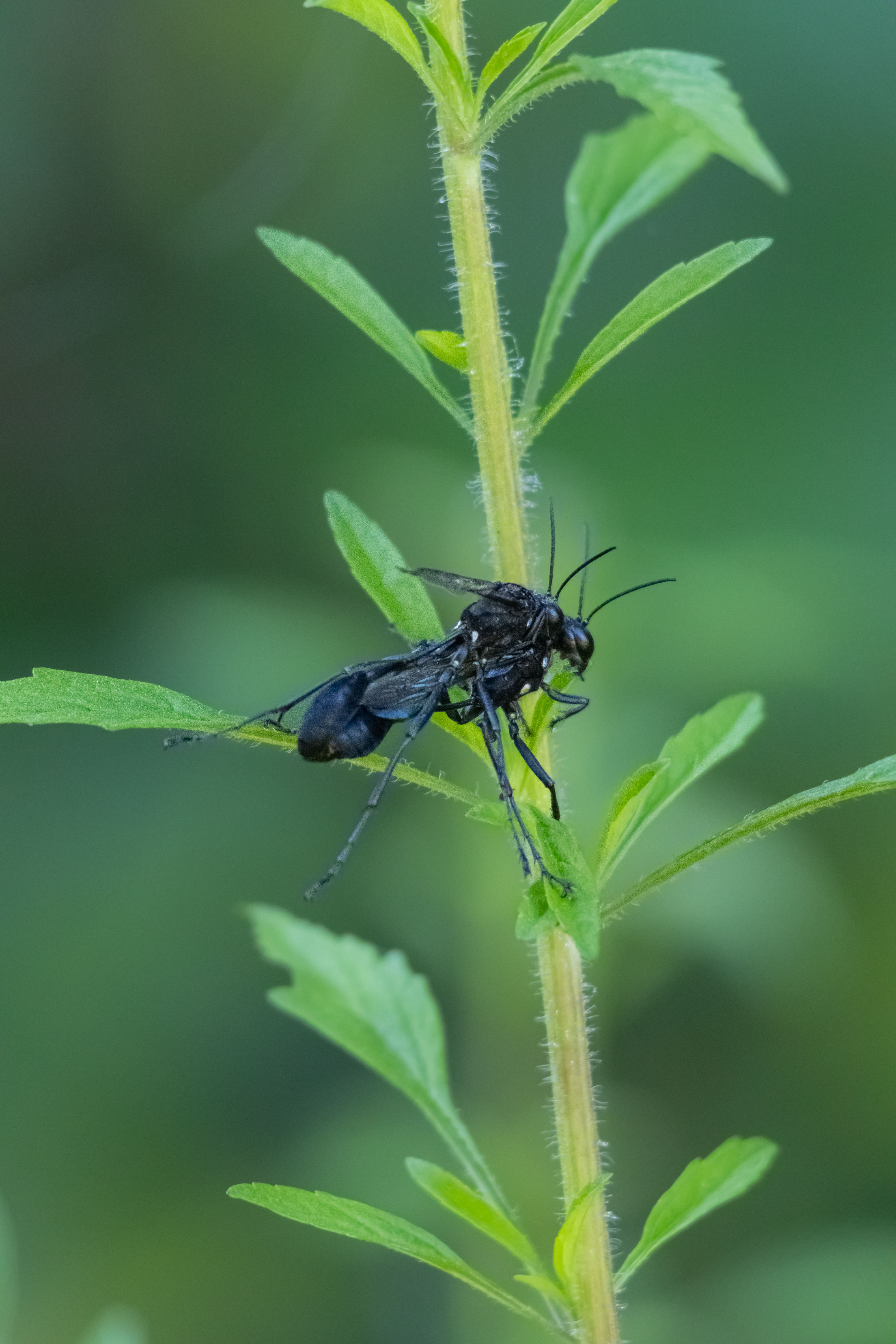Insect on Plant · Free Stock Photo