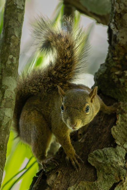 A squirrel is sitting on a tree branch