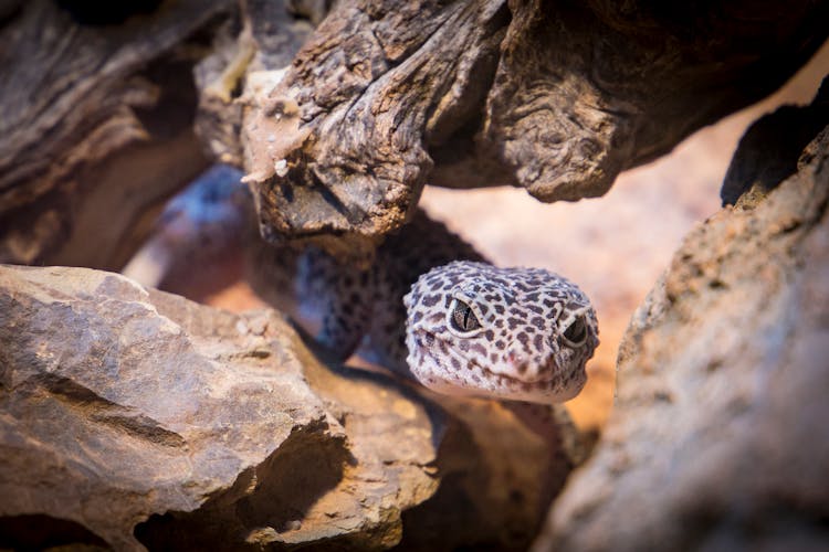 Black And Gray Gecko