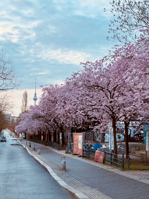 Berlin, berlin sokakları, Kiraz çiçeği içeren Ücretsiz stok fotoğraf