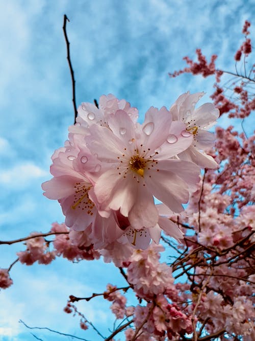 Kiraz çiçeği, sakura, shotoniphone içeren Ücretsiz stok fotoğraf