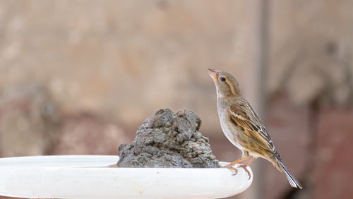 Free A sparrow with brown plumage perches on a ledge outdoors, captured in detail. Stock Photo