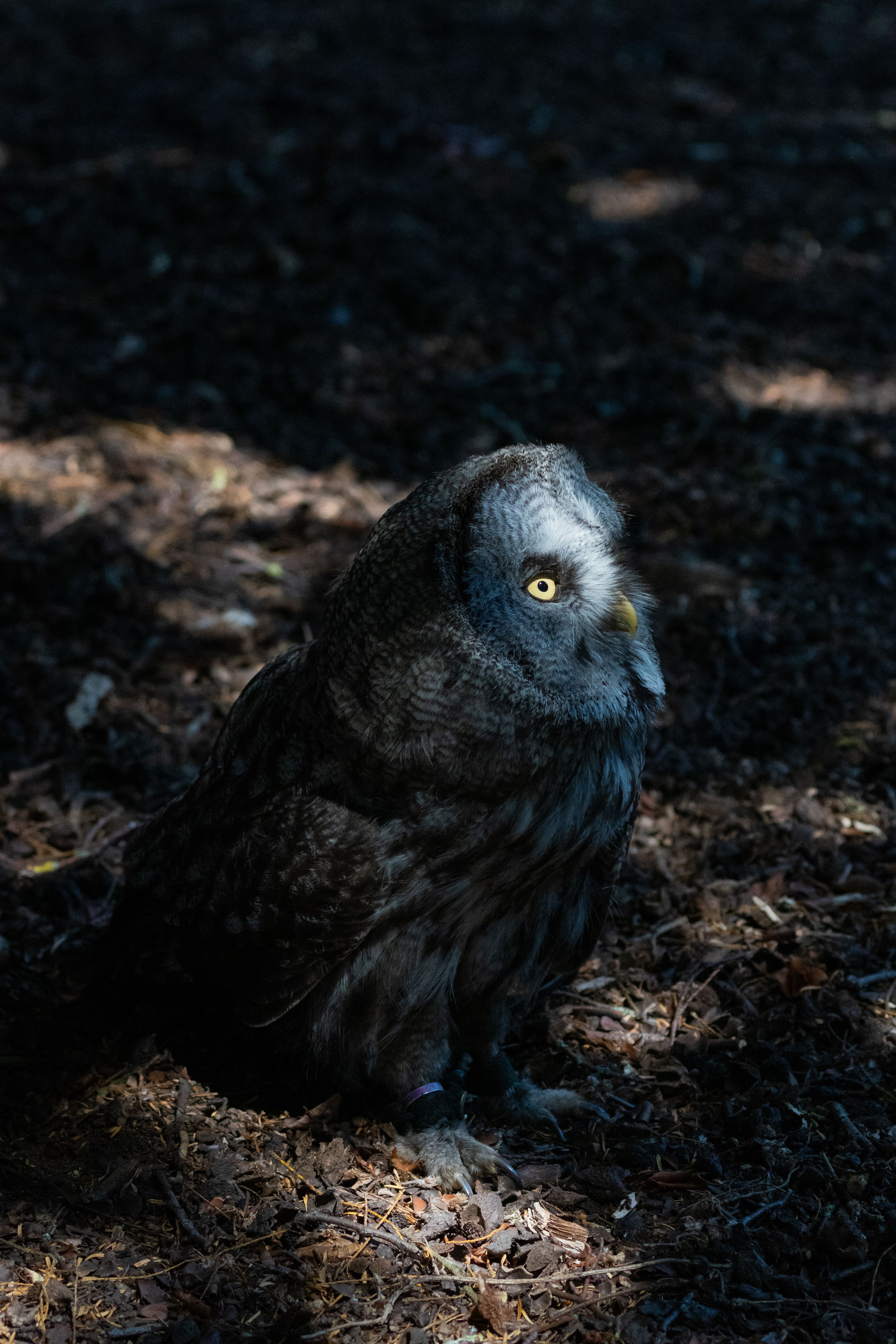 Great grey owl under dappled sunlight on forest ground, showcasing its striking plumage.