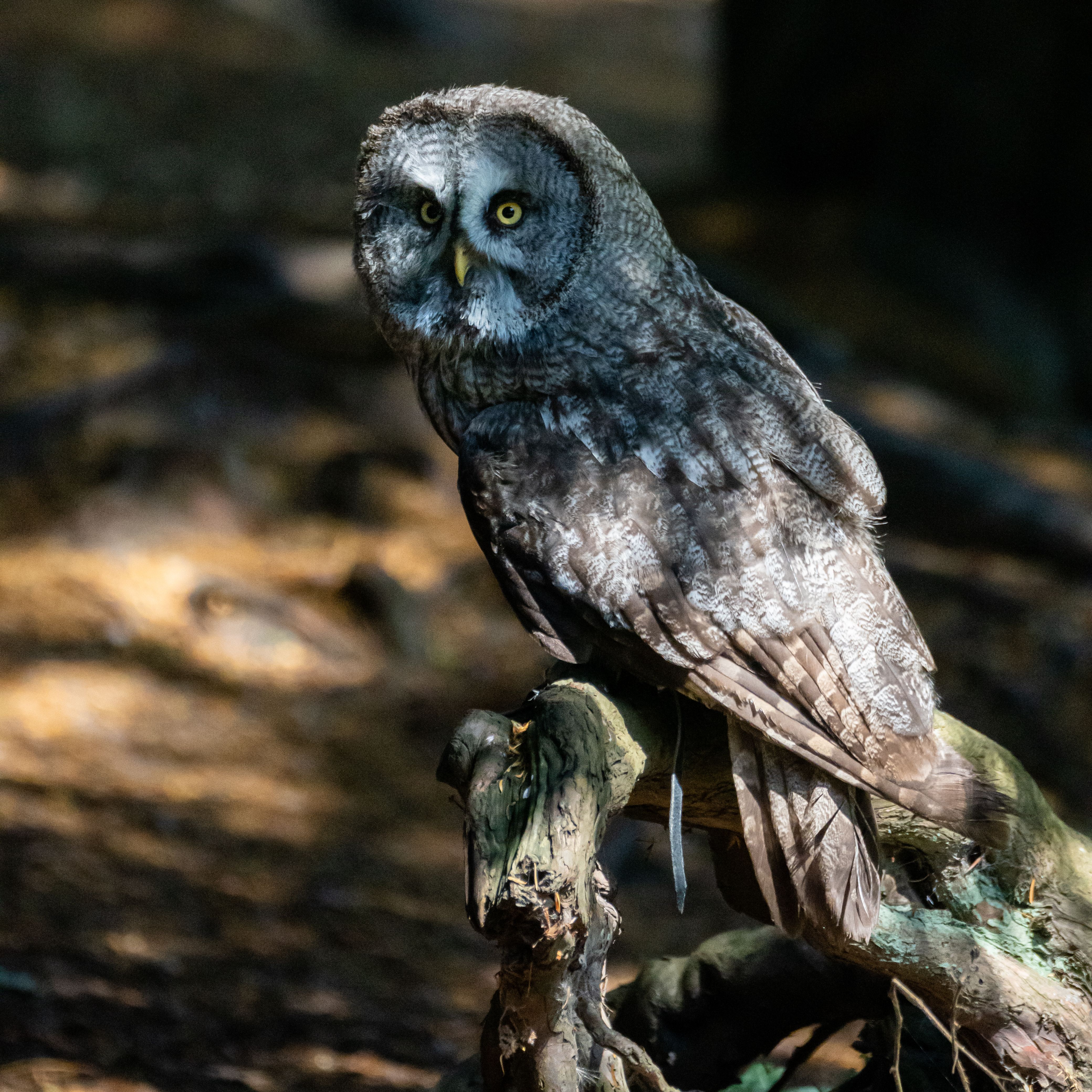 A magnificent Great Gray Owl perched on a branch, captured in a sunlit forest.