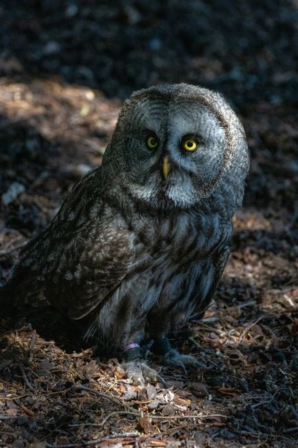 Fotomural Un gran búho gris posado en el suelo del bosque, hermosa escena de vida salvaje.
