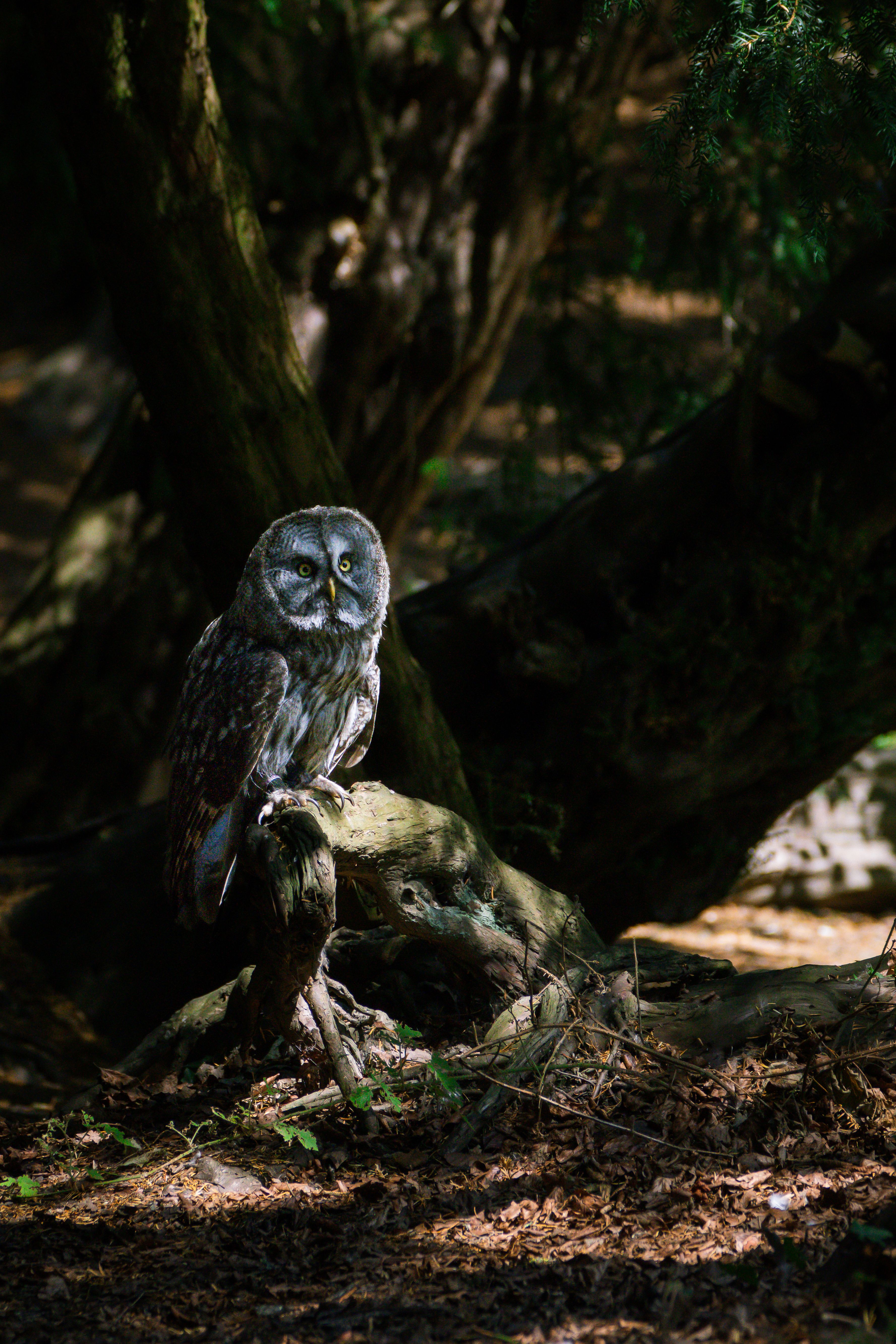 Majestic great grey owl perched on a tree branch in a shadowy forest.
