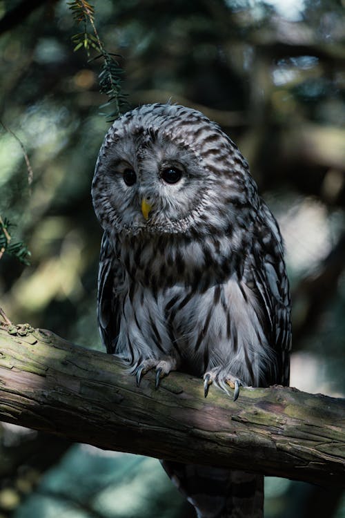 Ural Owl in Summer