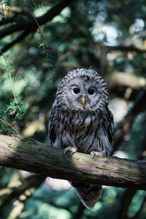 Ural Owl Perching on Branch