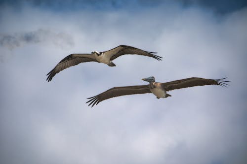 Free stock photo of birds flying, osprey, pelican