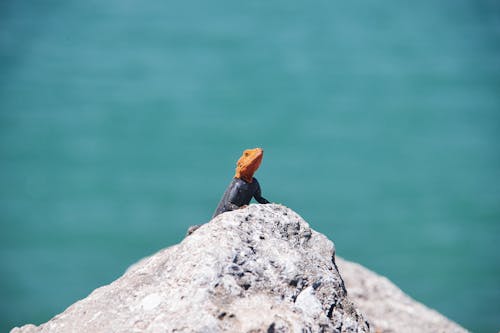 A small lizard sitting on a rock in front of the ocean
