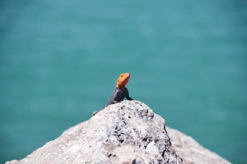 Безкоштовне стокове фото на тему «агама, бірюза, вода»