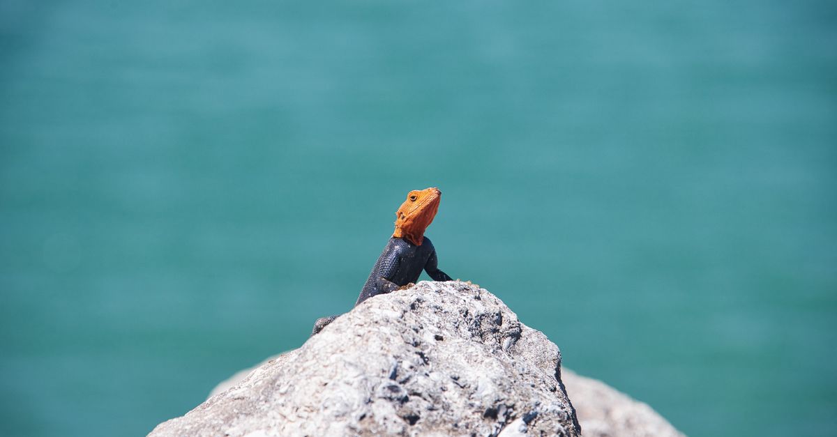 A vibrant agama lizard perched on a sunlit rock against a blue background in Florida.