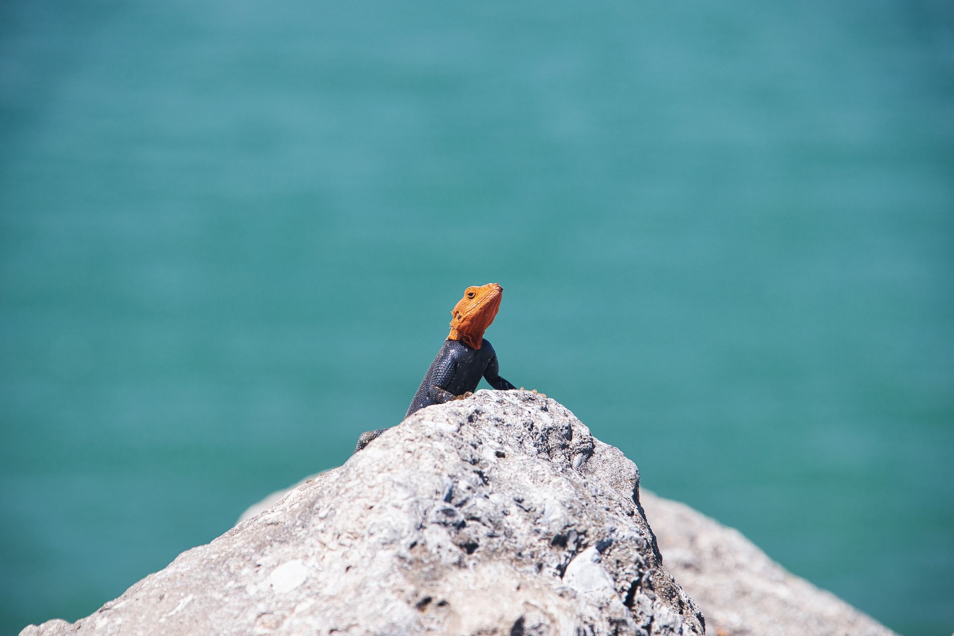 A vibrant agama lizard perched on a sunlit rock against a blue background in Florida.