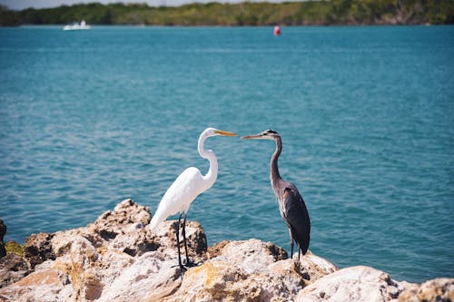 Two birds standing on rocks near a body of water