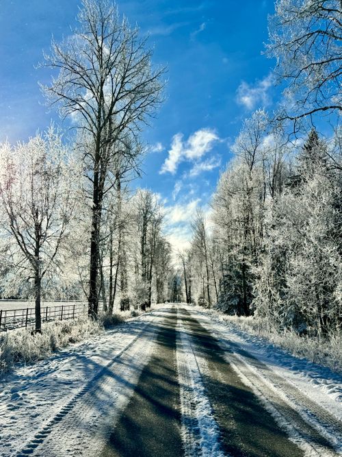 Free A tranquil snowy road flanked by frosty trees under a bright blue sky in Bigfork, Montana. Stock Photo
