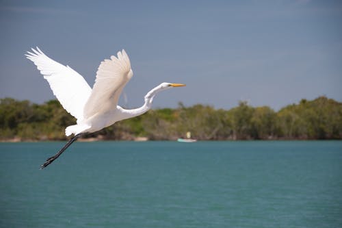 Free stock photo of blue, heron, river side