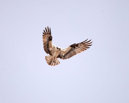 eagle photo