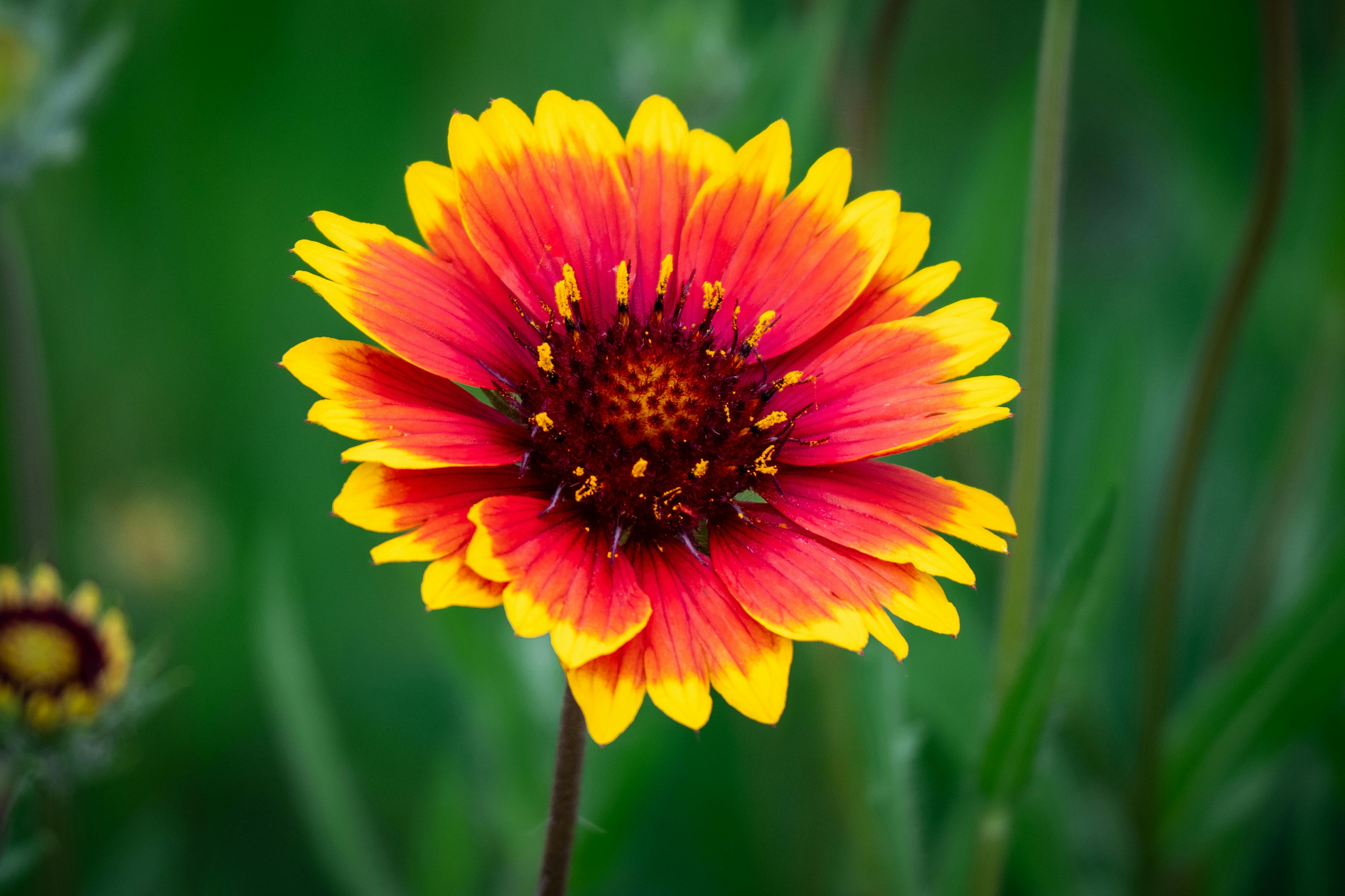A single flower with yellow and red petals