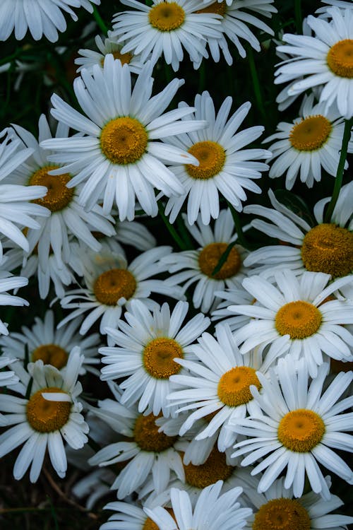 A bunch of white daisies with yellow centers
