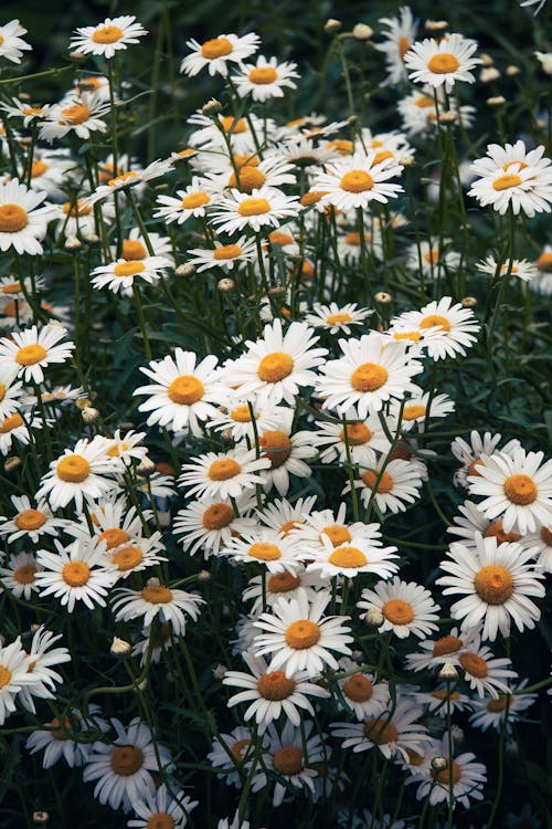 A field of white and yellow daisies