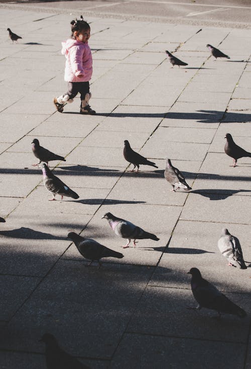 A little girl walking through a flock of pigeons