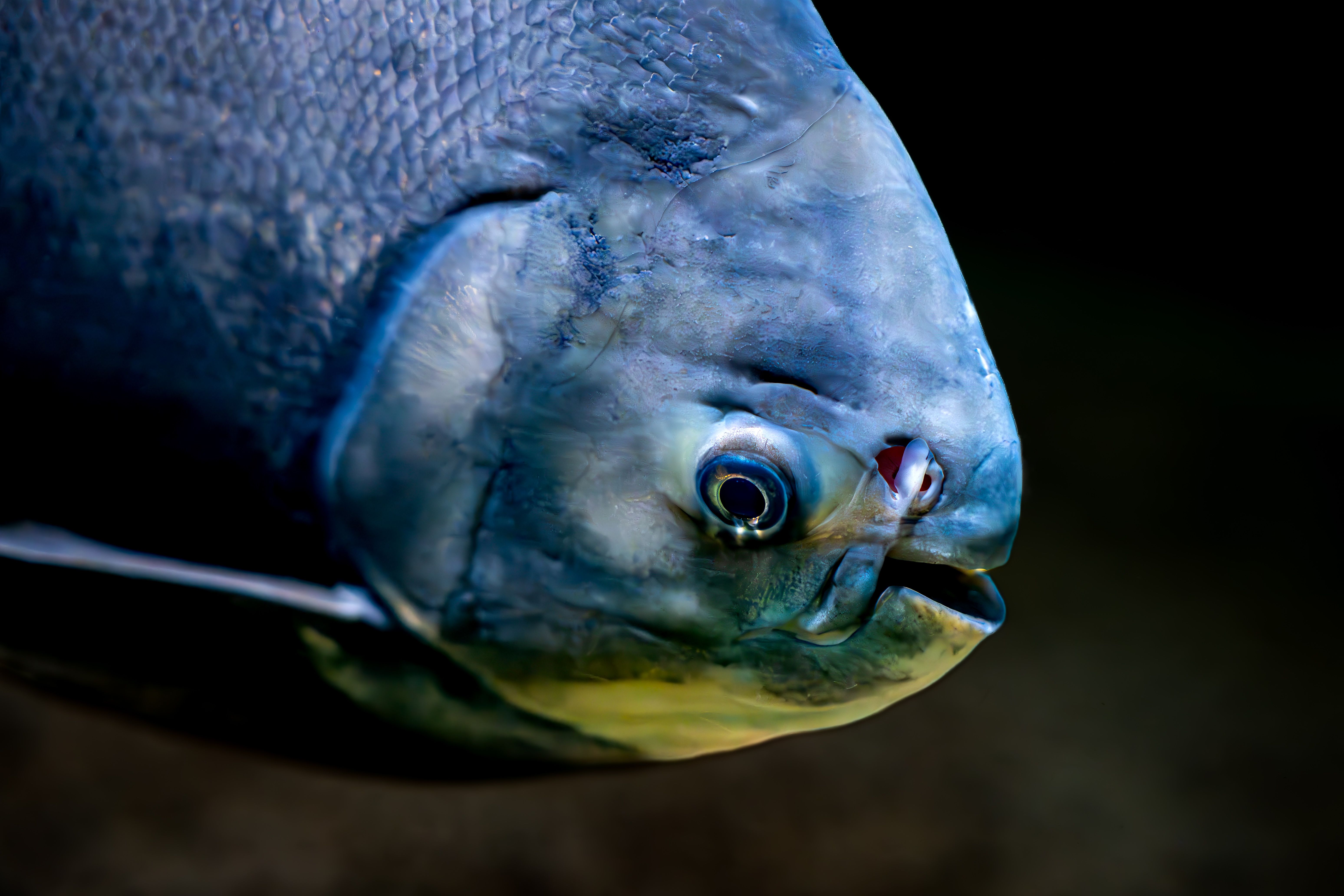 Head of Black Pacu Fish · Free Stock Photo