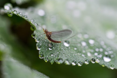 A small insect sitting on a leaf with water droplets