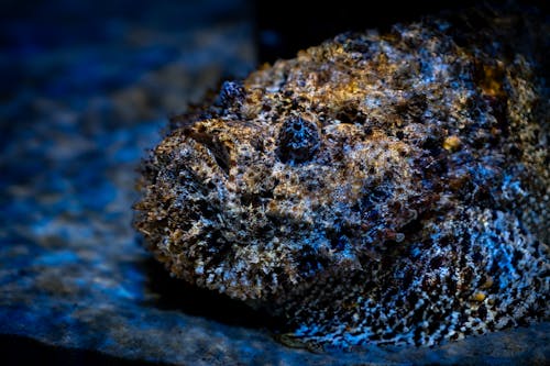 Stonefish head