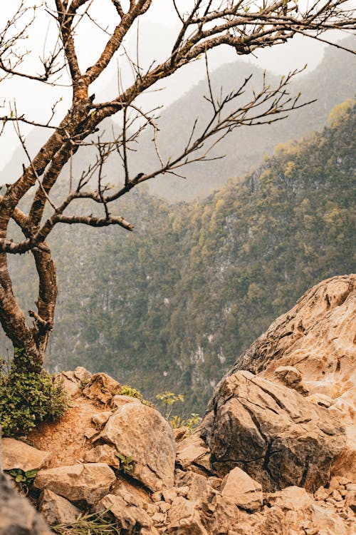 brinkblome, hagiang, ho 的 免费素材图片