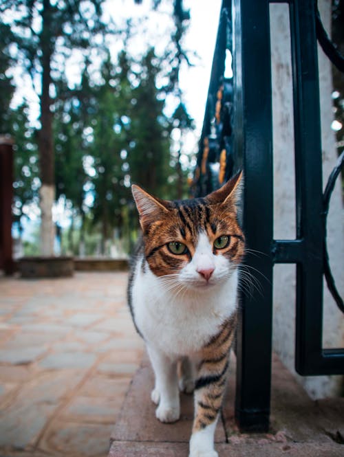 cat, kedi içeren Ücretsiz stok fotoğraf