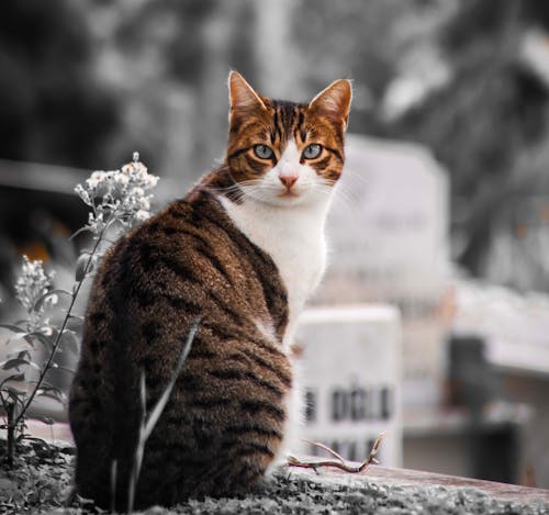 Kostenloses Stock Foto zu katze