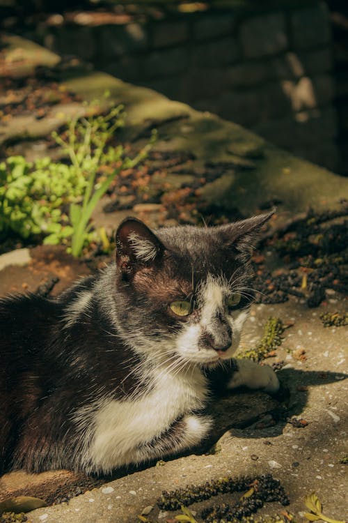 A black and white cat laying on a stone wall