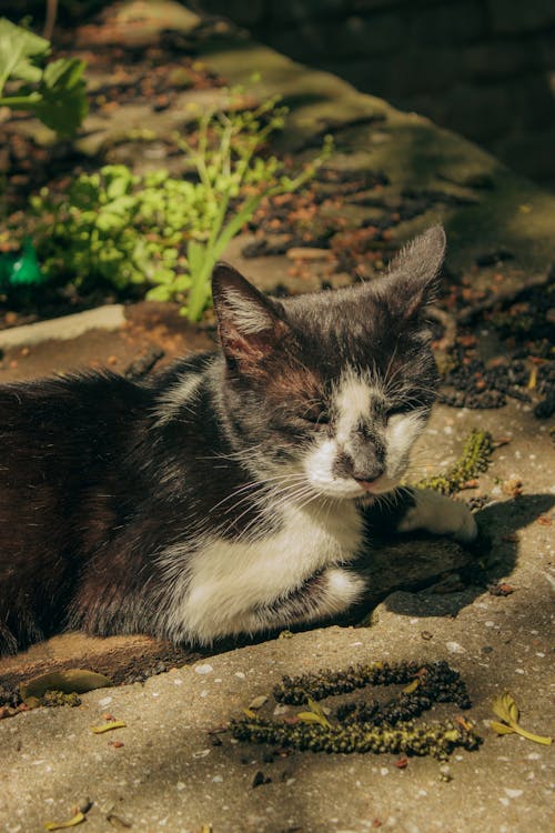 A black and white cat laying on the ground